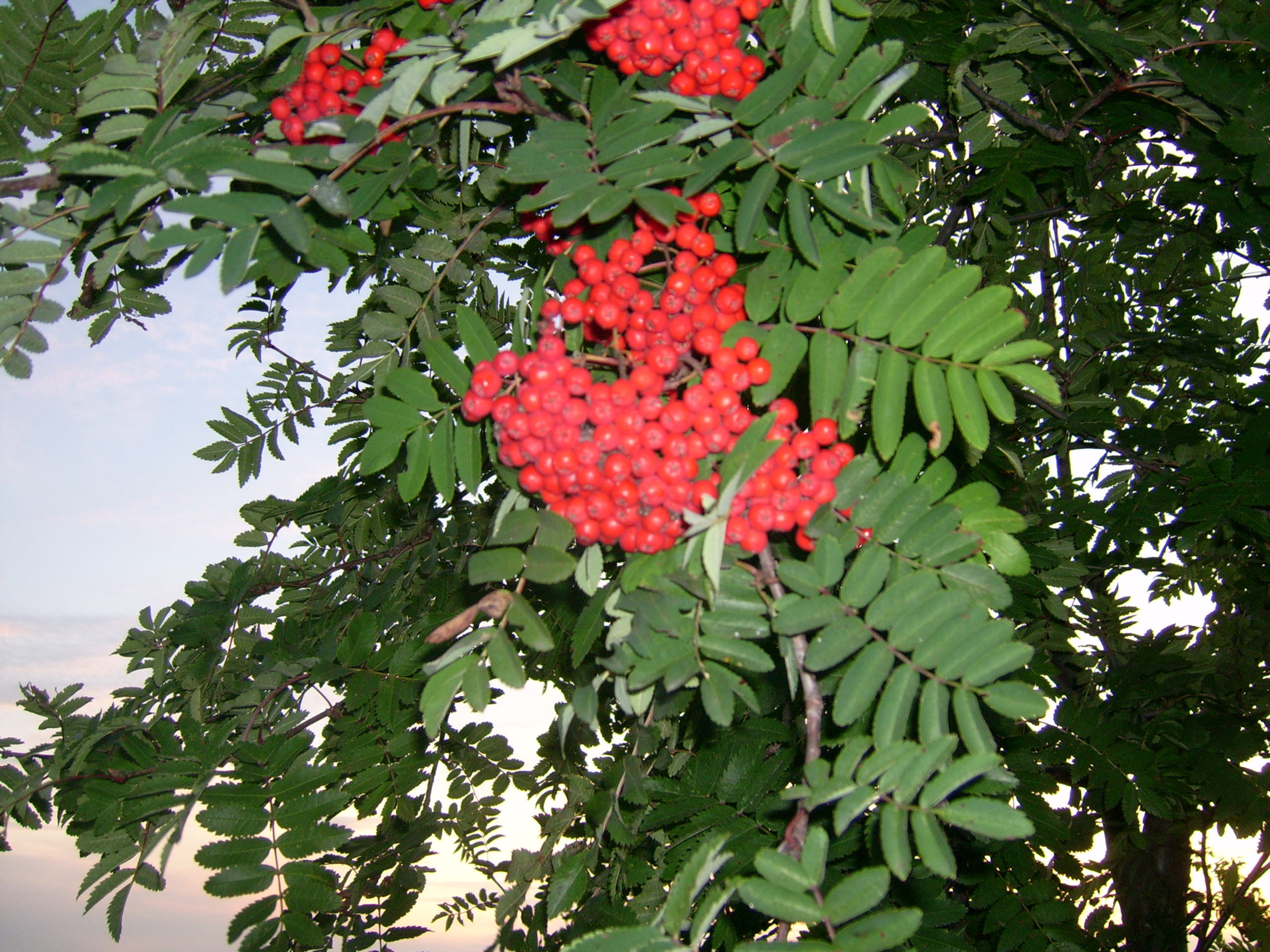 Sorbus americana berries