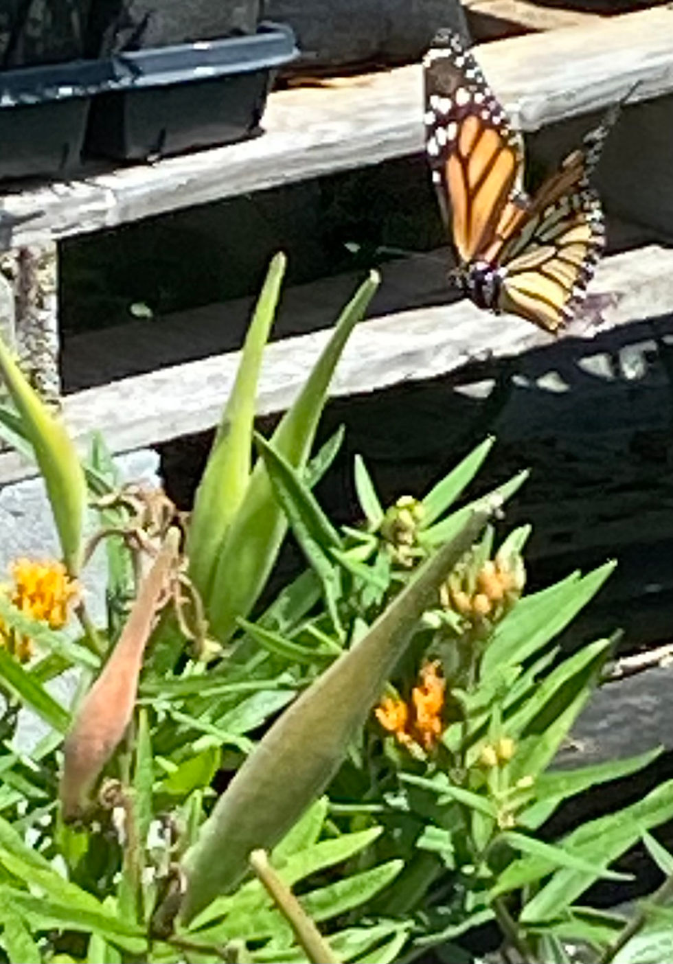 Thumbnail: Monarch flying to milkweed plant