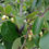 Thumbnail: Diospyros virginiana foliage
