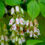 Thumbnail: Bladdernut's lovely clusters of spring flowers have high pollinator values