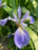 Iris versicolor bloom