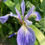 Thumbnail: Iris versicolor bloom
