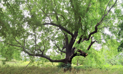 Juglans Nigra Black Walnut Tree Talk Natives