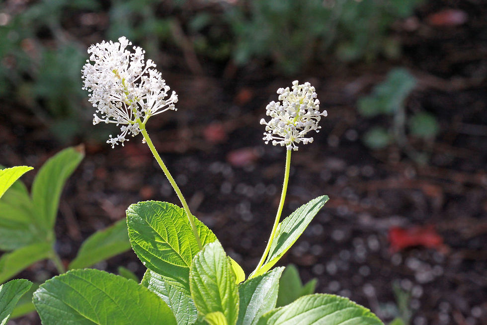New Jersey Tea blooms