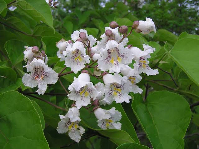 Thumbnail: Catalpa bignonoides flowers