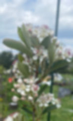 Chokecherry features clusters of beautiful spring flowers