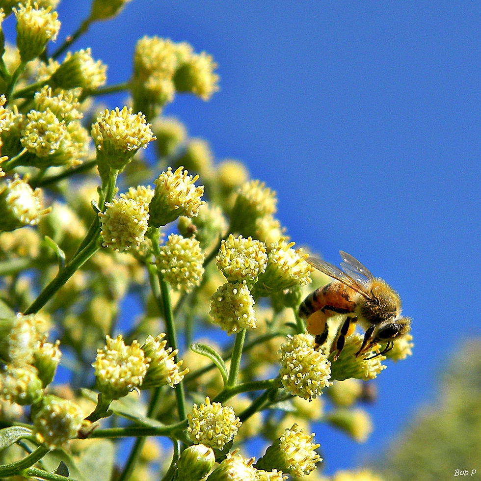 Thumbnail: Baccharis halimifolia blooms