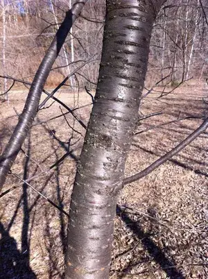 Thumbnail: Prunus pensylvanica trunk
