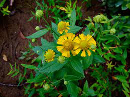 Sneezeweed