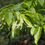 Thumbnail: Oxydendrum arboreum foliage