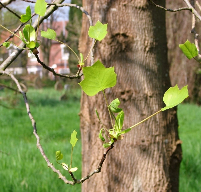 Tulip Poplar trunk