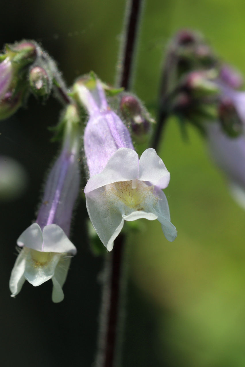 Penstemon hirsustus bloom