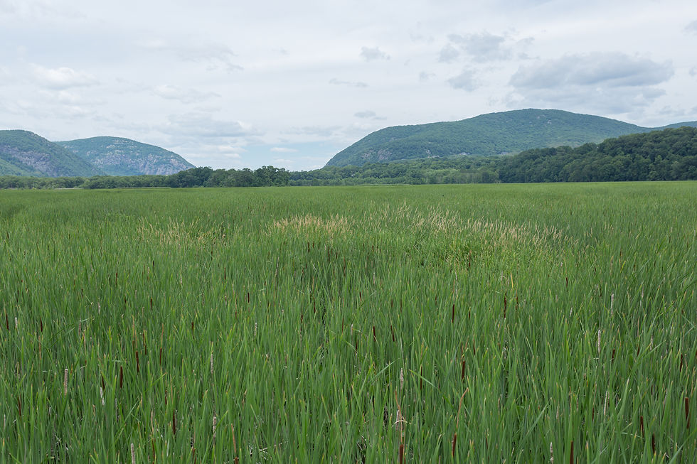 Field of Cattails, Typha latifolia