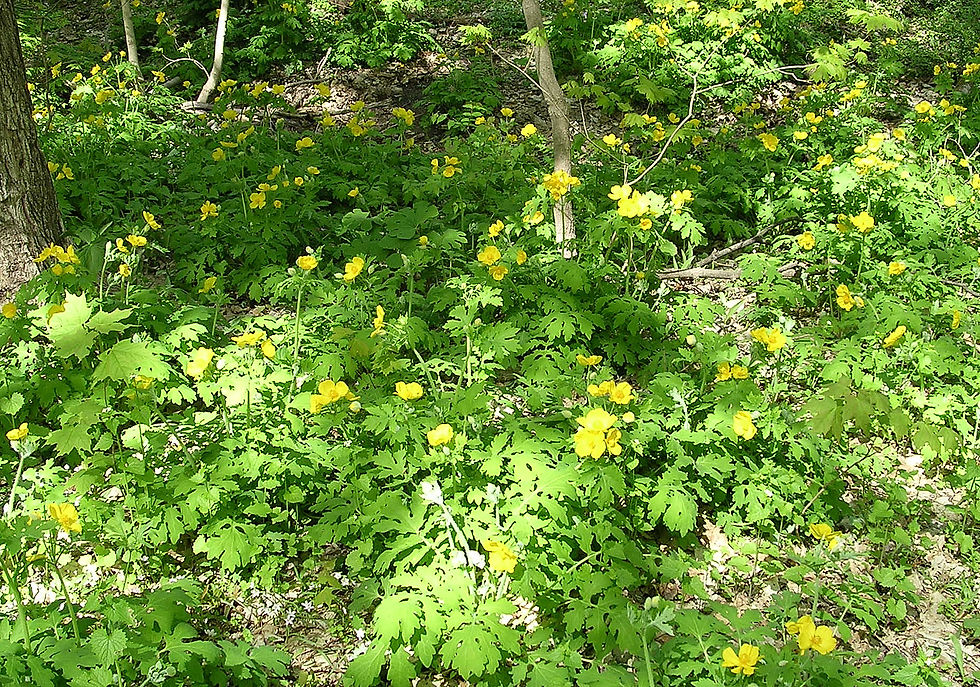 Thumbnail: Stylophorum diphyllum forest floor