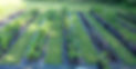 Rows of plants (Marc).jpeg