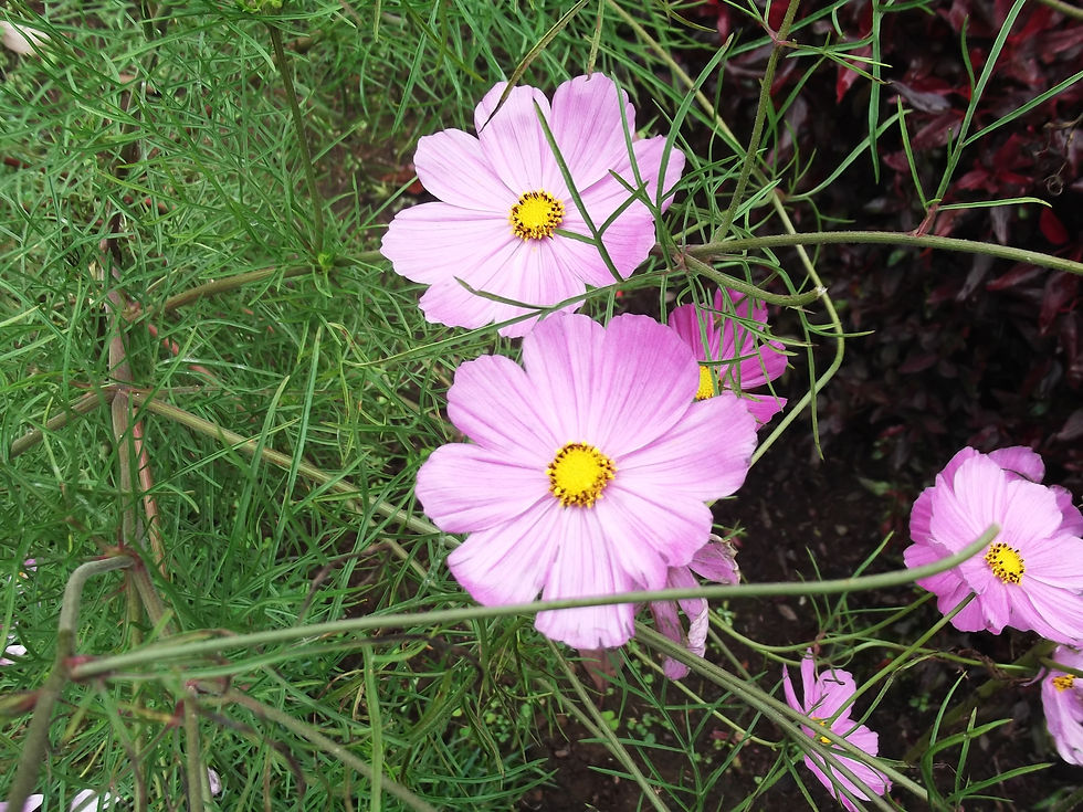 Pink Coreopsis water's edge