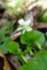Viola striata bloom