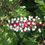 Thumbnail: Actaea pachypoda fruits