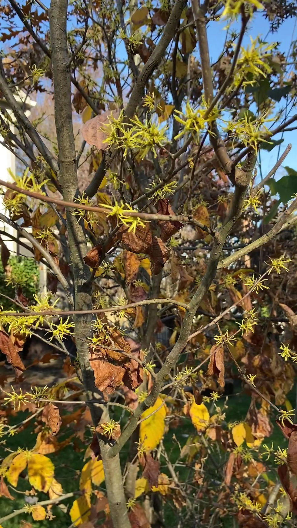 Hamamelis virginiana winter blooms
