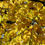 Thumbnail: Sweet Birch has reliably golden yellow fall foliage