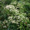 Thumbnail: Clematis virginiana sprawling in flower