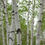 Thumbnail: Paper Birch is coveted for its white, exfoliating bark