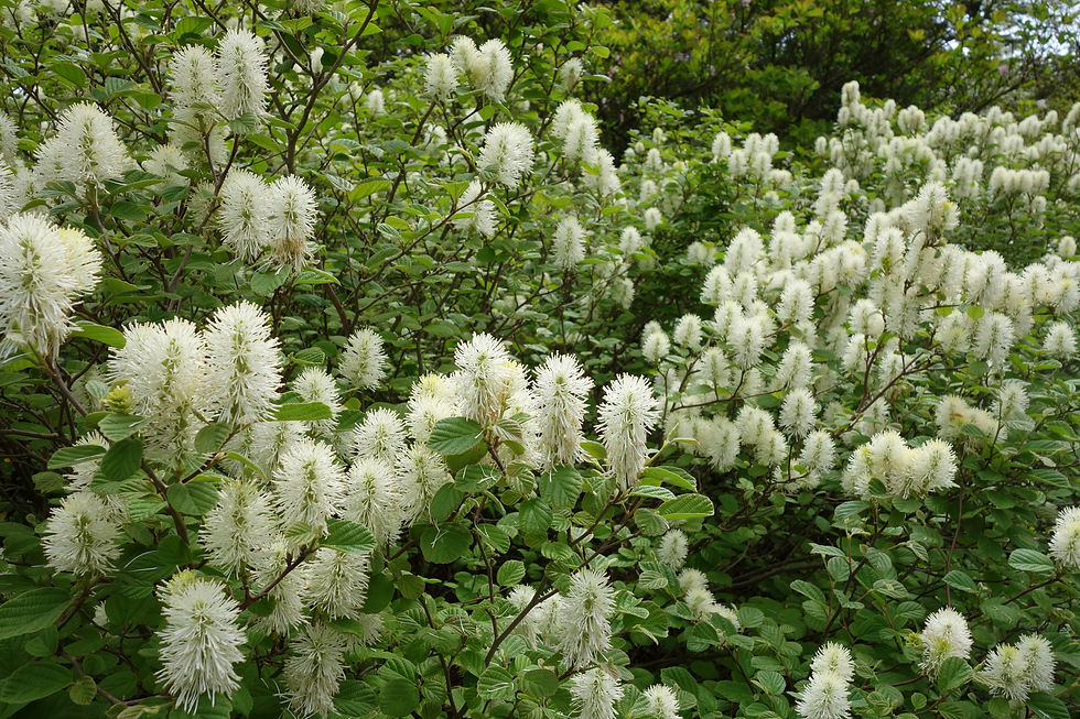 Fothergilla shrubs