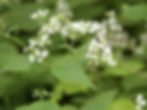 White Snakeroot blooms