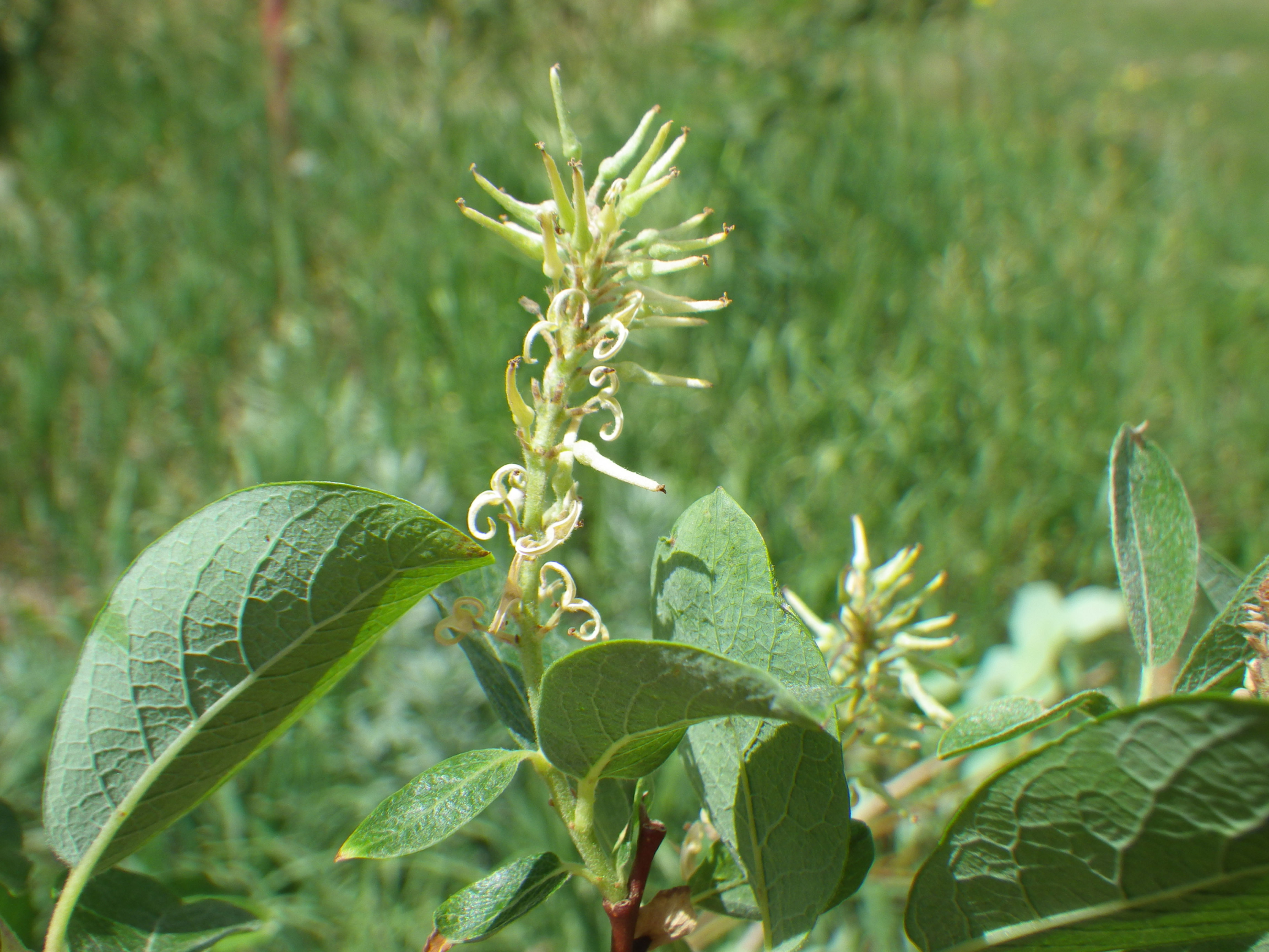 Salix bebbiana foliage