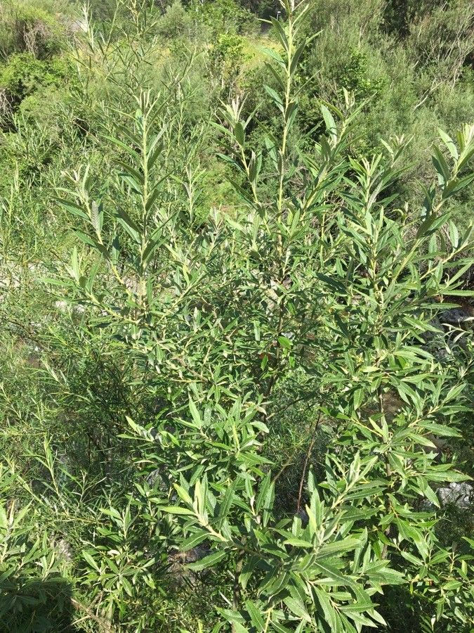Silky Willow branches