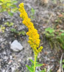 Showy Goldenrod features brilliant blooms on straight stalks