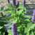 Agastache foeniculum pollinators