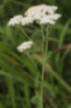 Yarrow stems and flowers