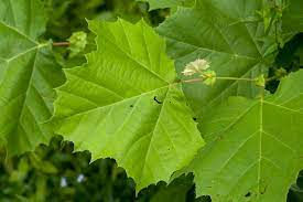 Thumbnail: Platanus occidentalis leaf