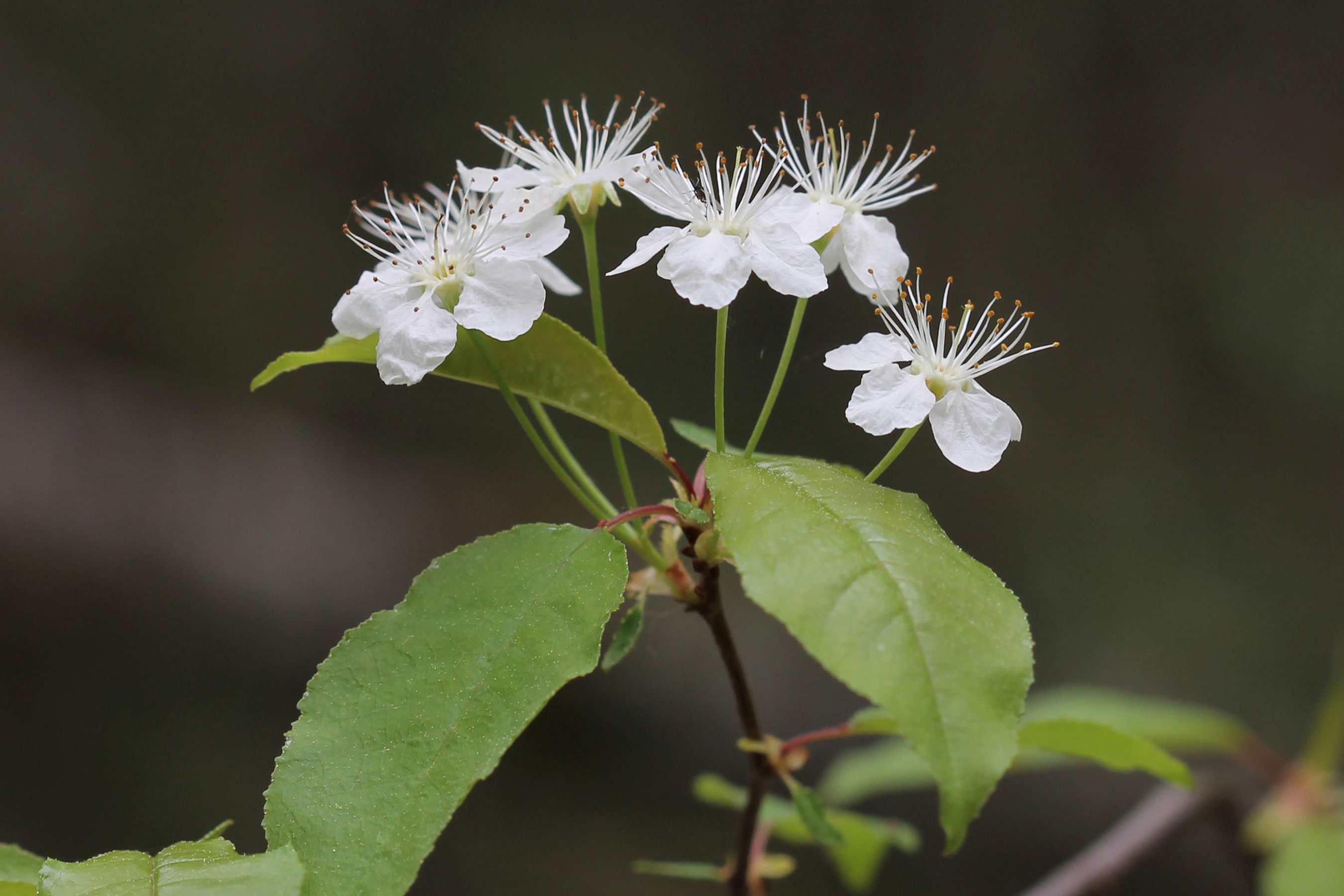 Prunus pensylvanica flowers