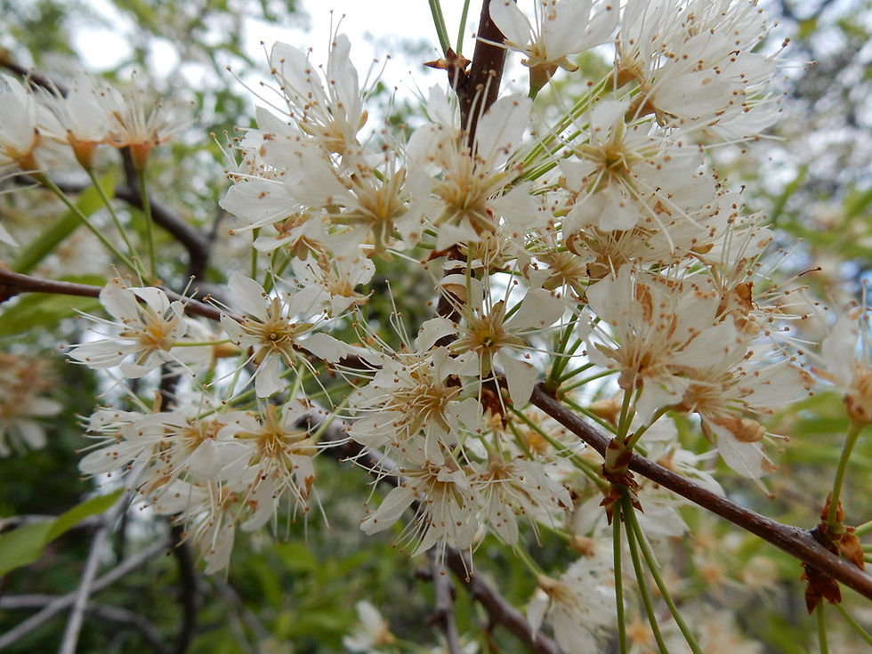 Prunus pensylvanica blooms