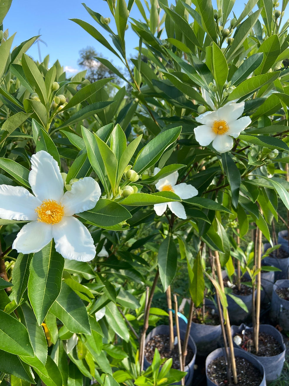 Thumbnail: Mountain Gordlinia profusion of blooms