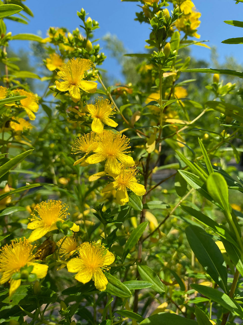 Hypericum Tree Massachusetts Trees & Shrubs - Native Plants for Sale | Tree Talk ...