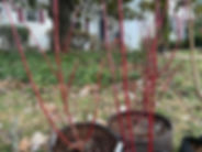 red twig dogwood.jpg