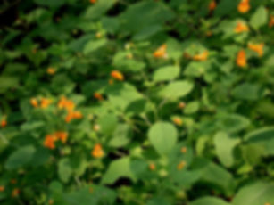 Impatiens capensis flowers and foliage