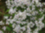 Symphyotrichum cordifolium in bloom