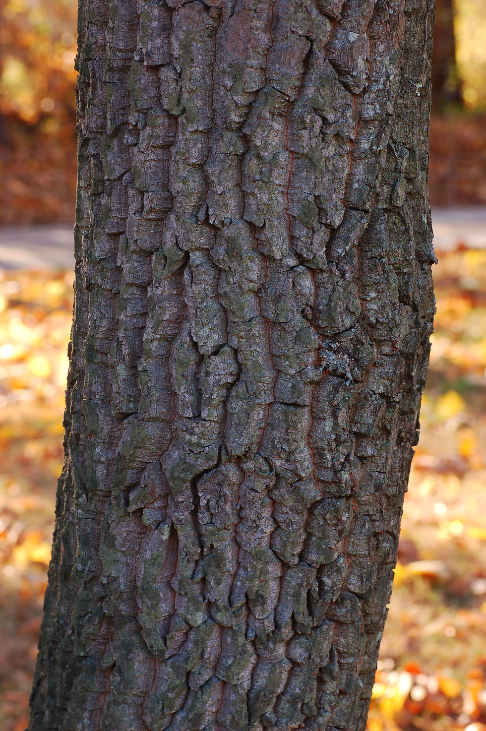 Thumbnail: Sourwood trunk