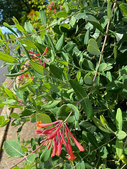 coral honeysuckle.jpeg