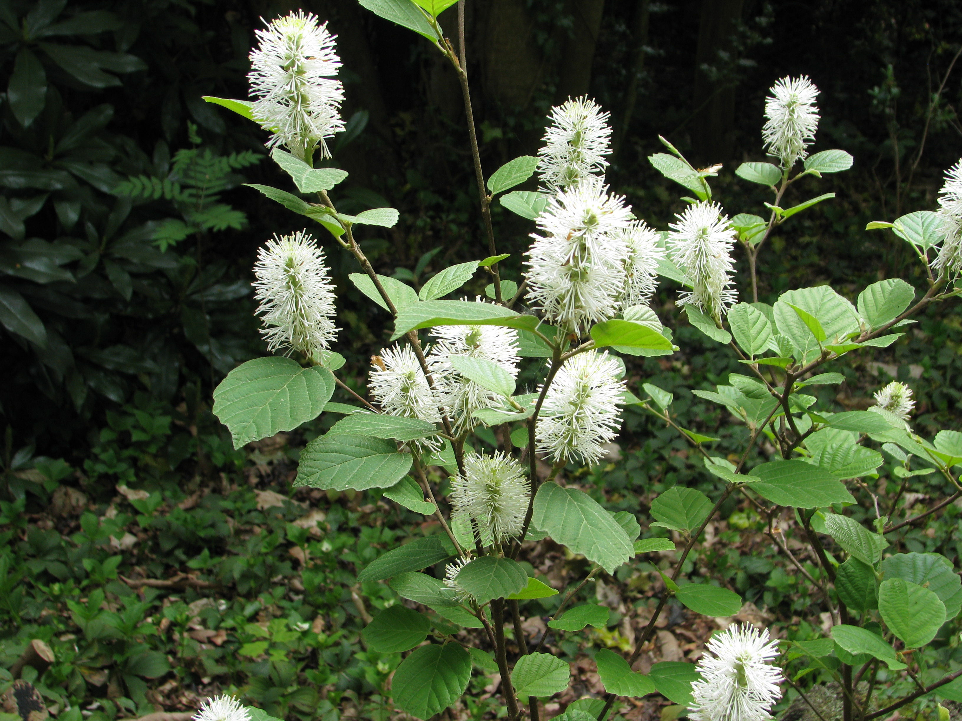 Fothergilla blooms and foliage