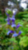 Great Blue Lobelia in flower