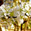 Thumbnail: Prunus americana blooms