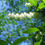 Thumbnail: Sourwood spring blooms