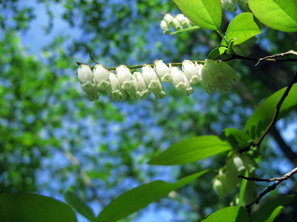Thumbnail: Sourwood spring blooms