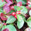 Thumbnail: Gaultheria procumbens berries and foliage