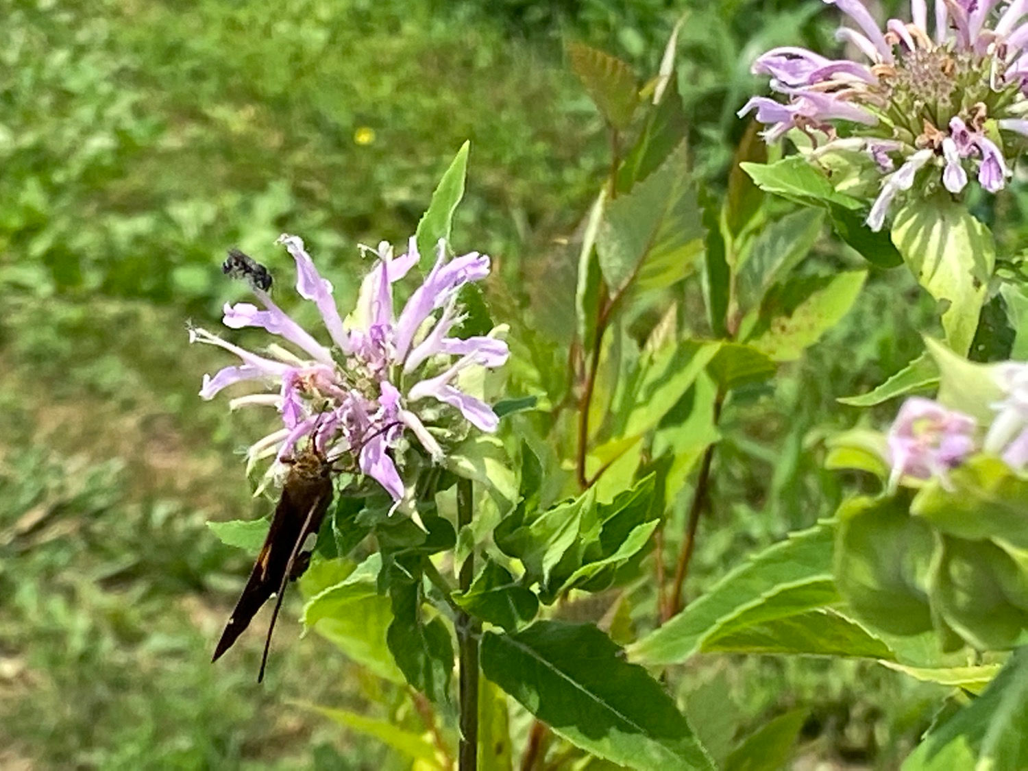 Monarda fistulosa blooms